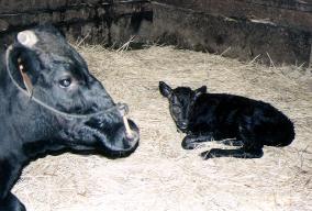 World's 2nd calf born using sperm of cloned bull